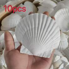 5/10個大號白色扇貝殼，10.16cm-12.7cm，天然海貝殼，適用於DIY手工、繪畫、海灘婚禮裝飾與居家裝飾，大包裝光滑亮面貝殼 - 白色 - 查看 11