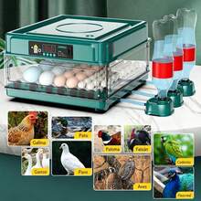 Egg Handling Supplies - US A Type Plug(110-127V) - View 6