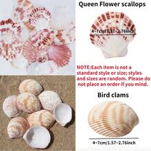 Aquarium Beach Treasure Mix - Shells & Sea Shells - Activate Fish Tank And Glass Tank - A - View 6