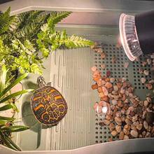 Reptile & Amphibian Habitat Lighting & Heating - Apricot - View 8