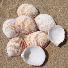Aquarium Beach Treasure Mix - Shells & Sea Shells - Activate Fish Tank And Glass Tank - A - View 4