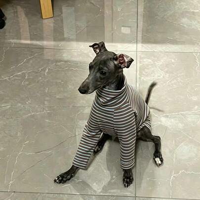 Autumn New Pet Home Wear 2-Legged Outfit Fashion Blue & Brown Striped High Neck Italian Greyhound Whippet Dedicated 2-Legged Clothing