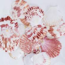 Aquarium Beach Treasure Mix - Shells & Sea Shells - Activate Fish Tank And Glass Tank - A - View 3