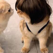 Cute Funny Bob Hair Wig Headpiece For Dogs, Pet Bangs Hair Accessory Prop - Natural Black - View 7