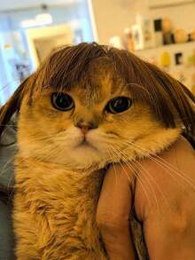1pc Pet Cat & Dog Wig, Pet Supplies, Halloween Pet Accessory, Curly/Straight Cat Wig - Multicolor - View 8