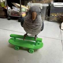 Parrot Skateboard Training Toy, Interactive Bird Play Toy With Stand, Perfect For Bird Intelligence Training, Enrichment & Entertainment - View 4