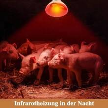 Reptile & Amphibian Habitat Lighting & Heating - Apricot - View 5