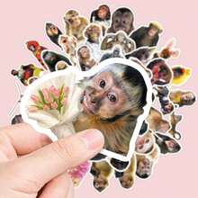50Pcs Humorous Monkey Decorative Stickers, Funny Meme Animal Graphic Decals, Waterproof Stickers For Journal, Skateboard, DIY Projects - Multicolor - View 1