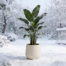Nordic Large Diameter Fashion Thickened Flower Pot | 23cm*22cm, Durable Plastic, Easy-To-Clean Design, Suitable For Indoor/Outdoor Use, Ideal For Home Decor, Balcony, Festive Parties, Garden, Hotel, Office Decor - A - View 5