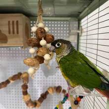 Parrot Chewing Toy Hanging Ornament Star Fruit Vine Ball Boredom Relief Self-Entertainment Bird Cage Interior Decoration Small Toy - View 13
