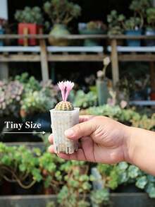 Mini Transparent Plastic Square Seedling Pots And Seed Trays, Mini Deep Pots With Drainage Holes, Suitable For Transplanting Seedlings, Sprouting, Herbs And Succulents - Multicolor - View 4