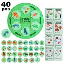 This Life Cycle Toy Includes 40 Food Chain Survival Rule Cards And 8 Double-Sided Cognitive Cards, Providing Fun And Educational Learning. It's A Great Back-To-School Gift For Students. - Lifecycle Toys - View 3