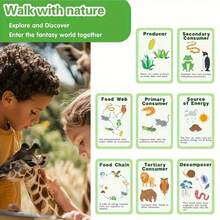 This Life Cycle Toy Includes 40 Food Chain Survival Rule Cards And 8 Double-Sided Cognitive Cards, Providing Fun And Educational Learning. It's A Great Back-To-School Gift For Students. - Lifecycle Toys - View 9