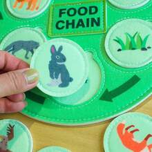 This Life Cycle Toy Includes 40 Food Chain Survival Rule Cards And 8 Double-Sided Cognitive Cards, Providing Fun And Educational Learning. It's A Great Back-To-School Gift For Students. - Lifecycle Toys - View 4