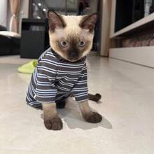 All-Season Blue Grey Striped High Neck Cat T-Shirt, Devon Rex, Sphynx, Pet Clothing Belly Protection Anti-Shedding - Navy Blue - View 2