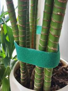 Adjustable Reusable Garden Plant Ties, Thickened Hook And Loop Garden Tape, Strong Climbing Plant Support Strap, Suitable For Tomato Vines, Essential Indoor And Outdoor Gardening Tool And Home Cable Management Strap - 1cm Wide - View 4