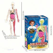 3-In-1 Human Organs, Skeleton And Blood Vessels Model, Teaching Prop, Skeleton Cognition Textbook, Mold Ornament, Medical Model, Holiday Gift - A Three-in-one Model Of Human Organs, Bones, and Blood Vessels. - View 14