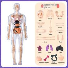 Human Skeleton Organ Model, Educational Cognitive Assembly, Skeleton Structure Model, Toy, Explore Human Body, Life Science Lab, Student, Gift, Birthday Gift, Holiday Gift, Great Gift Idea - Multicolor - View 9