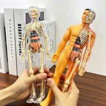 Human Skeleton Organ Model, Educational Cognitive Assembly, Skeleton Structure Model, Toy, Explore Human Body, Life Science Lab, Student, Gift, Birthday Gift, Holiday Gift, Great Gift Idea - Multicolor - View 1