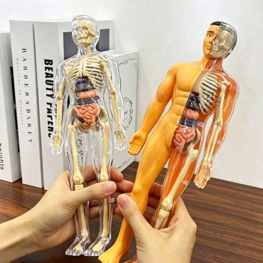 Human Skeleton Organ Model, Educational Cognitive Assembly, Skeleton Structure Model, Toy, Explore Human Body, Life Science Lab, Student, Gift, Birthday Gift, Holiday Gift, Great Gift Idea - Multicolor - View 1