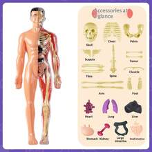Human Skeleton Organ Model, Educational Cognitive Assembly, Skeleton Structure Model, Toy, Explore Human Body, Life Science Lab, Student, Gift, Birthday Gift, Holiday Gift, Great Gift Idea - Multicolor - View 5