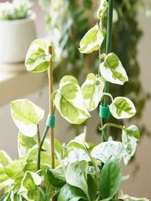 Adjustable Reusable Garden Plant Ties, Thickened Hook And Loop Garden Tape, Strong Climbing Plant Support Strap, Suitable For Tomato Vines, Essential Indoor And Outdoor Gardening Tool And Home Cable Management Strap - 1cm Wide - View 12