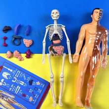 Human Skeleton Organ Model, Educational Cognitive Assembly, Skeleton Structure Model, Toy, Explore Human Body, Life Science Lab, Student, Gift, Birthday Gift, Holiday Gift, Great Gift Idea - Multicolor - View 3