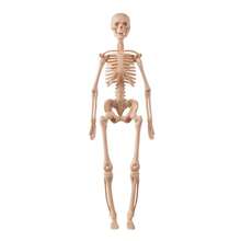 Human Skeleton Organ Model, Educational Cognitive Assembly, Skeleton Structure Model, Toy, Explore Human Body, Life Science Lab, Student, Gift, Birthday Gift, Holiday Gift, Great Gift Idea - Multicolor - View 8