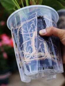 Self-Watering Orchid Pot, Root Control & Breathable, With Drainage Holes, White Transparent Specialized Pot, Suitable For Indoor And Outdoor Planting; Round Shape, Includes Matching Accessories, Features Self-Watering Function - Flower Pot - View 4