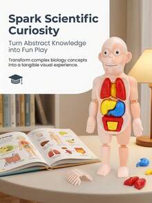 3-12 Years Old Kids Human Organ Model DIY Assembly Puzzle Educational Toy, Develops Thinking And Hand-Eye Coordination, Christmas/Birthday Gift For Boys And Girls - Multicolor - View 4