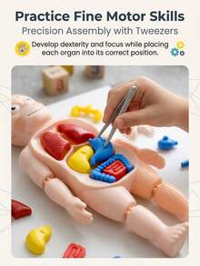 3-12 Years Old Kids Human Organ Model DIY Assembly Puzzle Educational Toy, Develops Thinking And Hand-Eye Coordination, Christmas/Birthday Gift For Boys And Girls - Multicolor - View 3