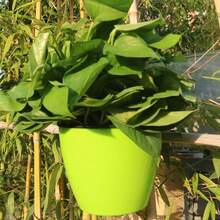 New Automatic Water-Absorbing Slouchy Planter, Creative Hydroponic Wall-Mounted Round Resin Pothos Plastic Flower Pot - Self-watering Planter - View 13