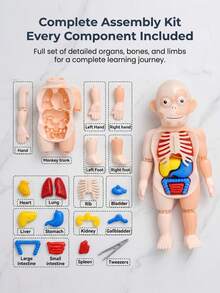 3-12 Years Old Kids Human Organ Model DIY Assembly Puzzle Educational Toy, Develops Thinking And Hand-Eye Coordination, Christmas/Birthday Gift For Boys And Girls - Multicolor - View 5