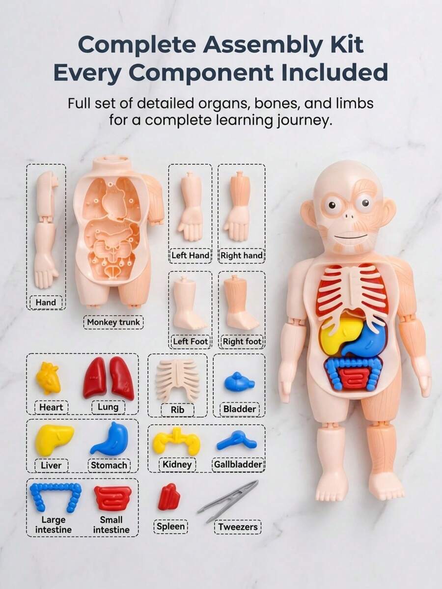 3-12 Years Old Kids Human Organ Model DIY Assembly Puzzle Educational Toy, Develops Thinking And Hand-Eye Coordination, Christmas/Birthday Gift For Boys And Girls - Multicolor - View 1