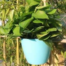 New Automatic Water-Absorbing Slouchy Planter, Creative Hydroponic Wall-Mounted Round Resin Pothos Plastic Flower Pot - Self-watering Planter - View 14