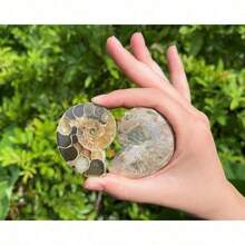Ammonite Fossil Pair: Natural Matching Opalized Ammonites - Choose Size & Amount - Multicolor - View 12