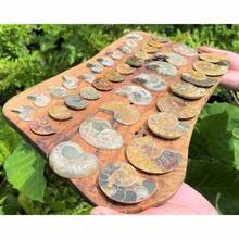 Ammonite Fossil Pair: Natural Matching Opalized Ammonites - Choose Size & Amount - Multicolor - View 11
