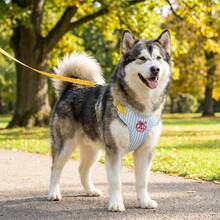 1set-Cherry Stripe Reflective Dog Harness & Leash Set, No-Pull No-Tangle Design For Stress-Free Walks, Breathable Escape-Proof Vest, Ideal For Jogging Hiking & Daily Outdoor Adventures. - Multicolor - View 12