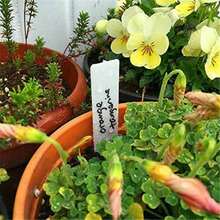 1-Piece Floral Small Label PVC Water-Blocking Succulent Plant Label Stake For Gardening, Nursery And Flower Pots - Plant Labels - View 5