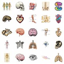 50Pcs Aesthetic Anatomy Waterproof Stickers, Floral Ribcage Human Body Organ Decals, Unique Decor Supplies For Notebook, Laptop, Water Bottle, Journaling - A - View 7