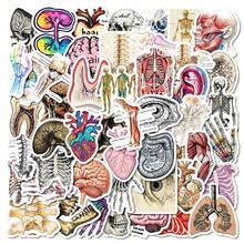 50Pcs Aesthetic Anatomy Waterproof Stickers, Floral Ribcage Human Body Organ Decals, Unique Decor Supplies For Notebook, Laptop, Water Bottle, Journaling - A - View 9