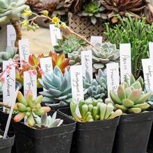 1-Piece Floral Small Label PVC Water-Blocking Succulent Plant Label Stake For Gardening, Nursery And Flower Pots - Plant Labels - View 4