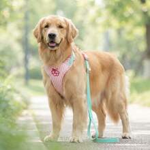 1set-Cherry Stripe Reflective Dog Harness & Leash Set, No-Pull No-Tangle Design For Stress-Free Walks, Breathable Escape-Proof Vest, Ideal For Jogging Hiking & Daily Outdoor Adventures. - Multicolor - View 11