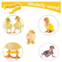 12pcs Bird Leg Bands, 3 Sizes, Suitable For Newborn Chicks, Quail, Ducklings, Parrots And Orphaned Young Birds - Multicolor - View 4