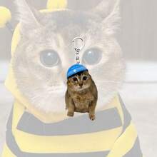 Gantungan Kunci Akrilik Kucing Lucu Selamatkan Meimei, Gantungan Tas Hewan Singa Laut Kreatif, Liontin Favorit Penggemar, Cocok untuk Dekorasi Tas Tangan, Hadiah Ulang Tahun - MultiWarna - View 6