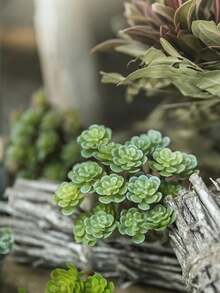 1件 24頭仿真多肉植物，鄉村風逼真綠植，7*10cm/2.75*4in，適用於居家、辦公室、庭院、派對、酒店、拍照道具、微景觀、迷你模型、陽台、露台、花園及桌面，春夏裝飾 - 多肉植物 - 查看 2