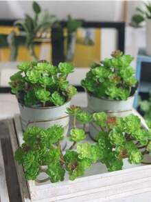 1件 24頭仿真多肉植物，鄉村風逼真綠植，7*10cm/2.75*4in，適用於居家、辦公室、庭院、派對、酒店、拍照道具、微景觀、迷你模型、陽台、露台、花園及桌面，春夏裝飾 - 多肉植物 - 查看 5