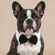 1pc Adjustable Pet Tuxedo Bowknot Collar, White Collar Black Bowknot Formal Decorative Accessory, Suitable For Cats And Small Dogs Gentleman Neckwear, Applicable For Parties And Photo Shoots - Black and White - View 3