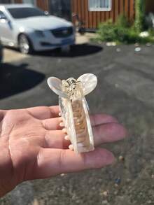1pc Exquisite Mother Of Pearl & Acetate New Style Patchwork Inlaid Women's Fashion Hair Claw - Mother-of-pearl Color - View 5