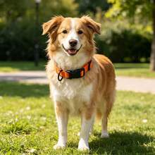 Pet Waterproof PVC Collar - Adjustable Size, Colorful Cat & Dog Collar - Soft & Comfortable, Suitable For Medium To Large Pets, Compatible With Various Leashes - Multicolor - View 4